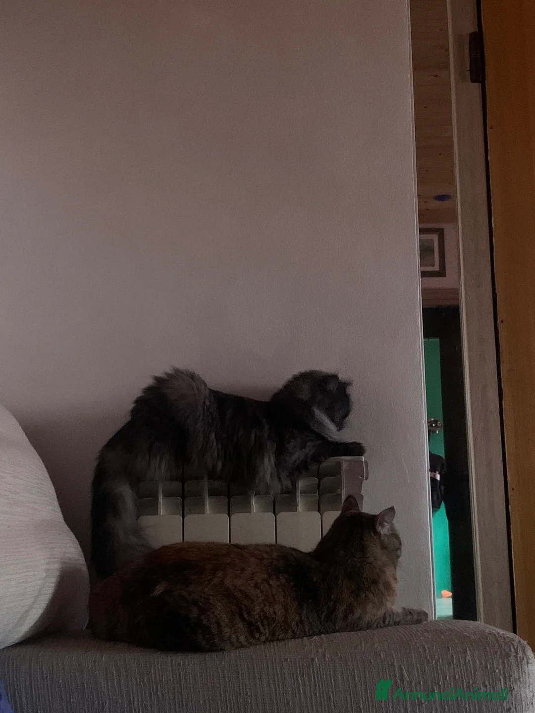 Meticcio gatti in regalo: Gattina  a Città metropolitana di Milano - Annuncio 3