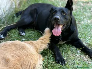 Meticcio cani Un amore, dolcissima! bellissima! 3 anni 2 anni - Annuncio 4