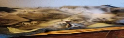 British gatti in vendita: Gatti British e Highland straight - Annuncio 5