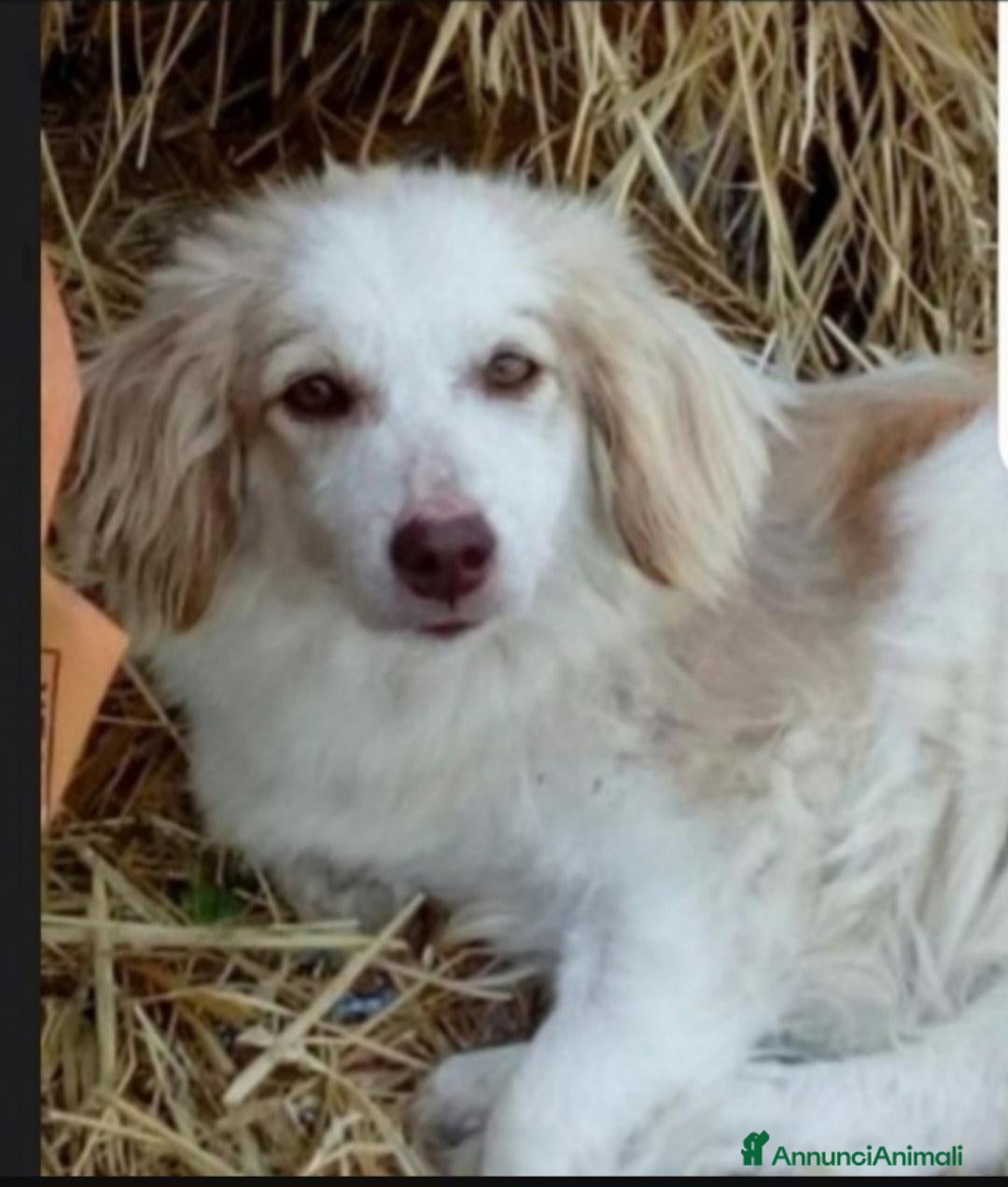 Meticcio cani Lula 5anni kg9 PARALIZZATA MA AUTONOMA.PESARO - Annuncio 41