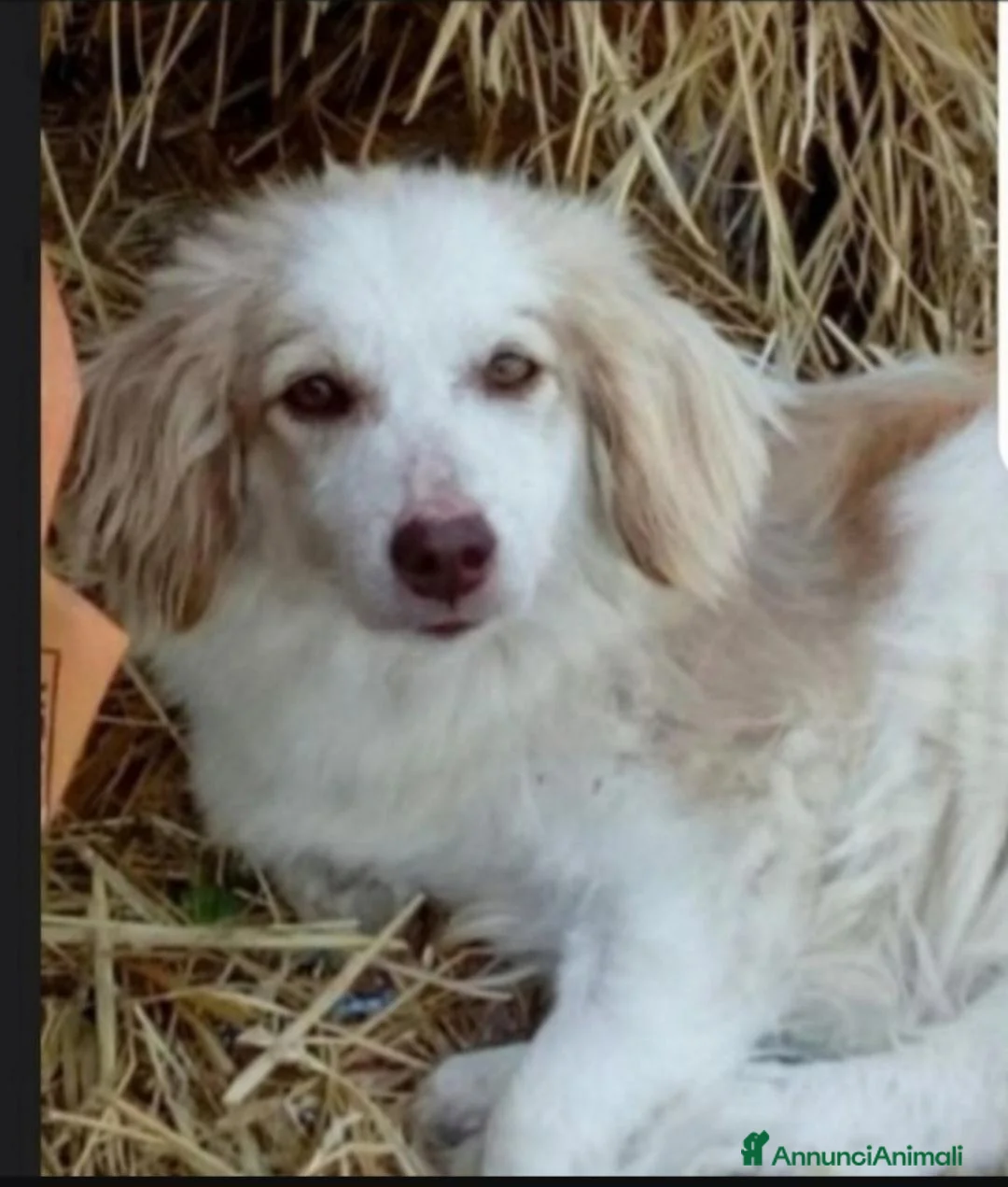 Meticcio cani in regalo: Lula 5anni kg9 PARALIZZATA MA AUTONOMA.PESARO - Annuncio 1