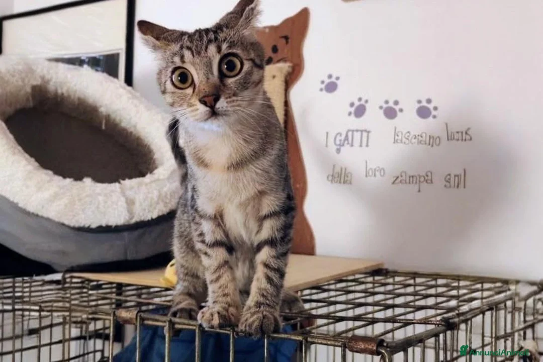 Meticcio gatti in regalo: Siria 5/6 mesi, gattina dolcissima  - Annuncio 7