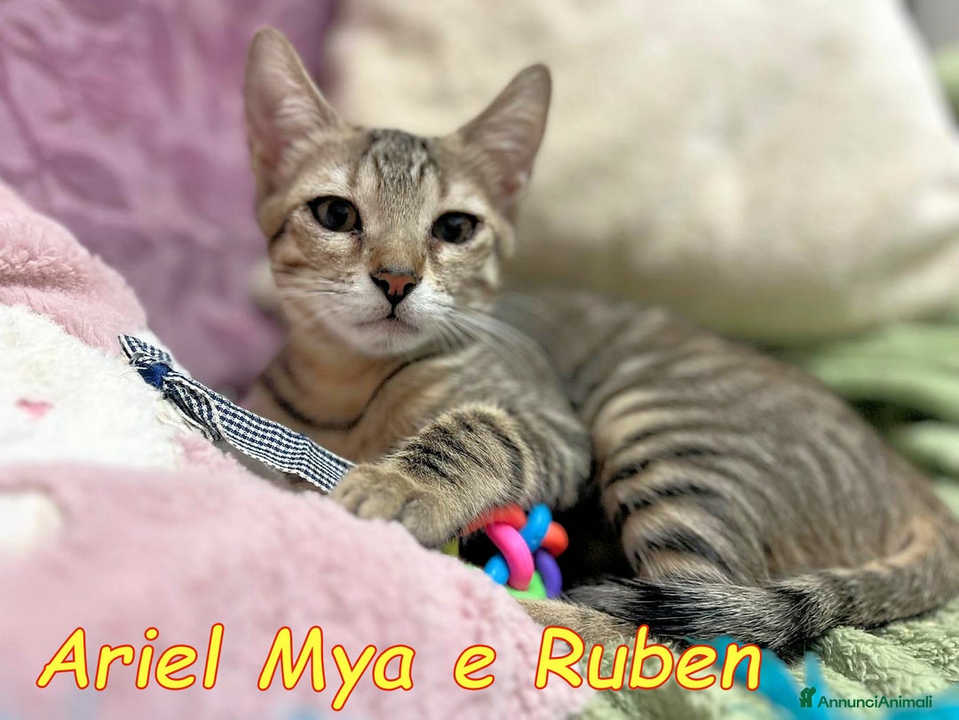 Europeo gatti in regalo: TRE GATTINI DOLCISSIMI CERCANO CASA - Annuncio 13