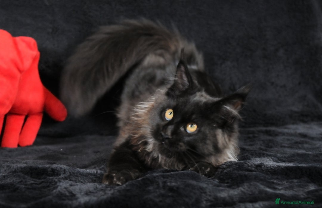 Maine Coon gatti in vendita: Cucciola Black Smoke - Pedigree ANFI - Annuncio 7
