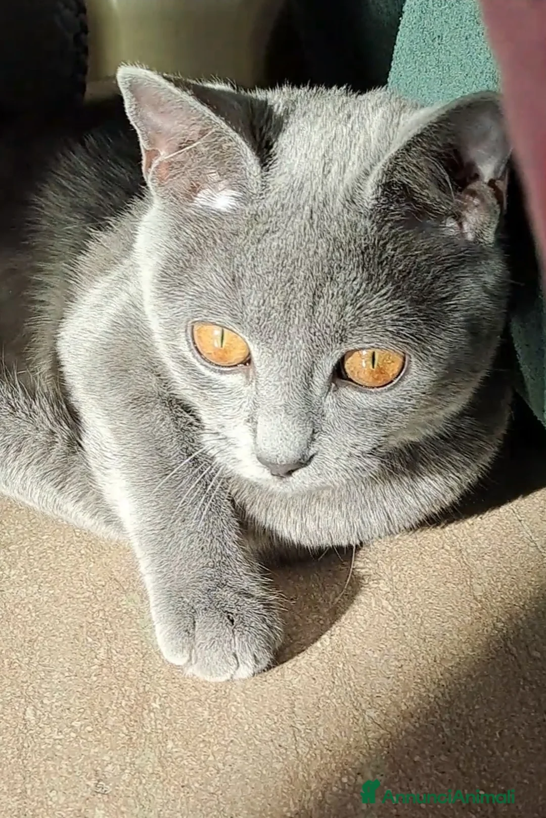 Certosino gatti in vendita: Gattini Certosini - Annuncio 12