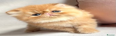 Persiano Gattino 2