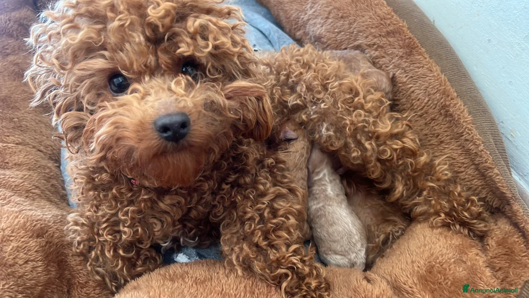 Barboncino Toy cani in vendita: Barboncini mini toy - Annuncio 2