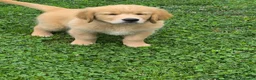 Golden Retriever cani in vendita: Golden retriever 90%linea americana pedigree ENCI  - Annuncio 10