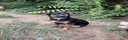 Meticcio cani in regalo: Rufus cerca urgentemente casa - Annuncio 2