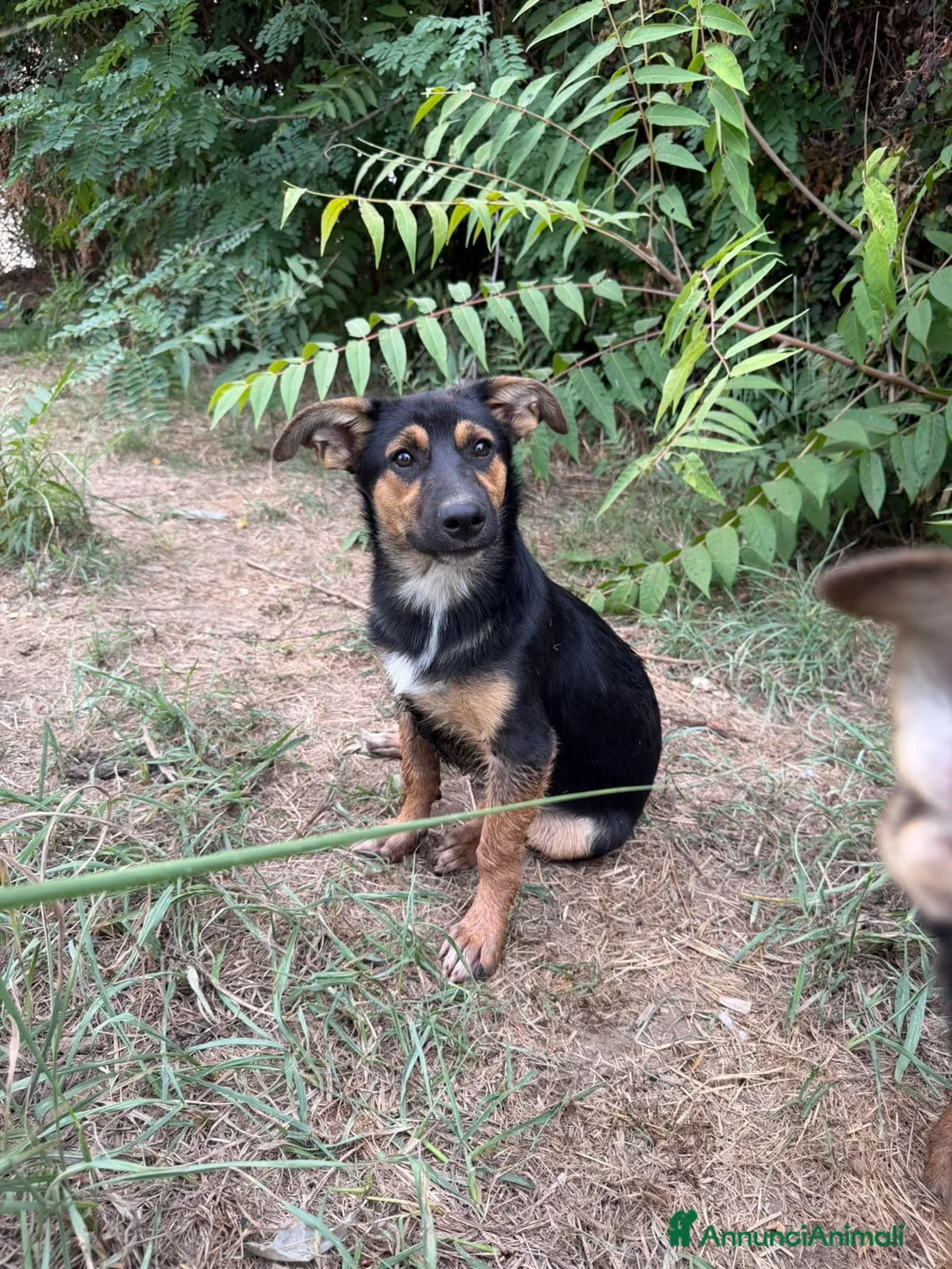 Meticcio cani in regalo: Rufus cerca urgentemente casa - Annuncio 2