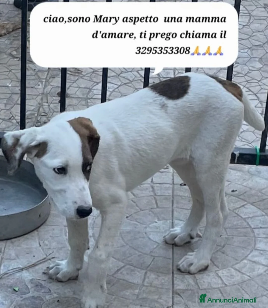 Meticcio cani in regalo: Mary 9/10mesi,il fratello adottatoSOS CASA SICILIA - Annuncio 5
