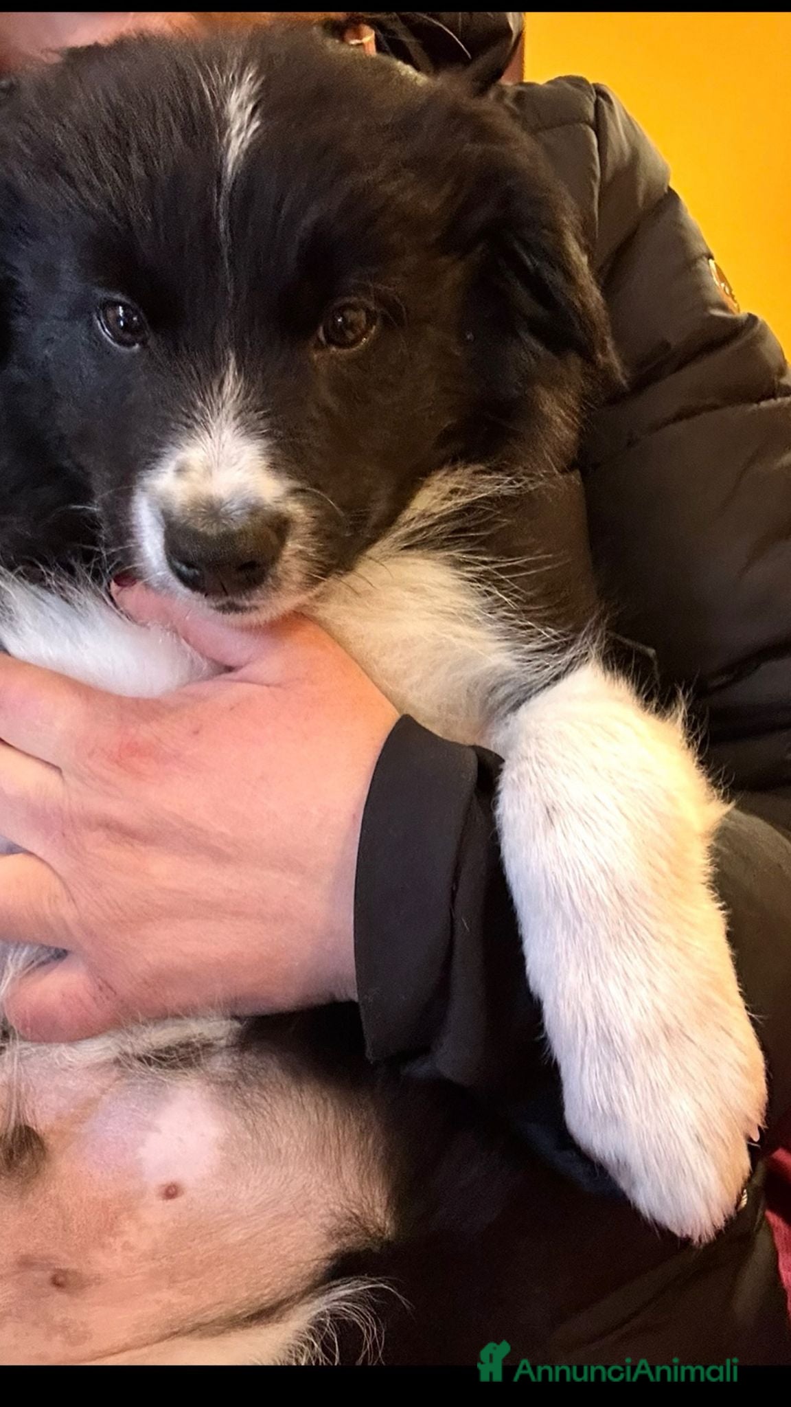 Border Collie cani CUCCIOLI BORDER COLLIE - Annuncio 2