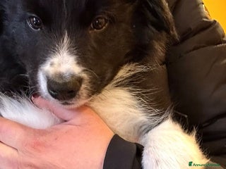 Border Collie cani CUCCIOLI BORDER COLLIE - Annuncio 3