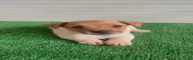 Ukita Jack Russell 