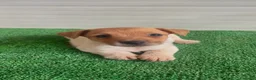 Jack Russell cani in vendita: Jack Russell Cuccioli  - Annuncio 4