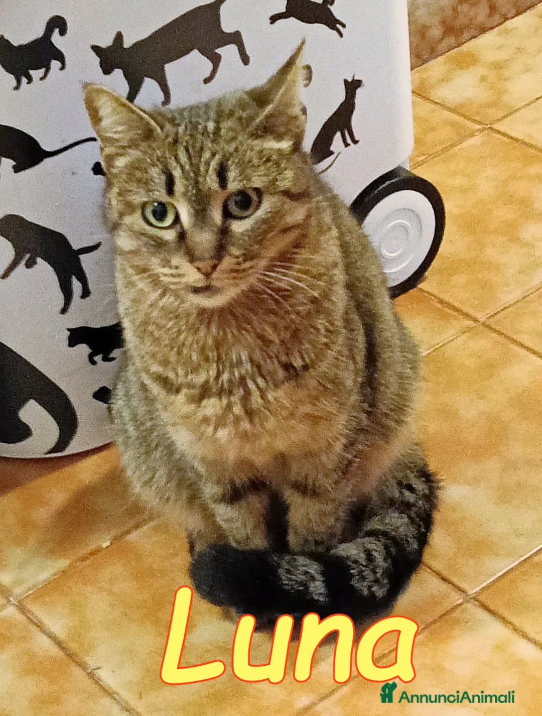 Europeo gatti in regalo: LUNA DOLCISSIMA GATTINA - Annuncio 1