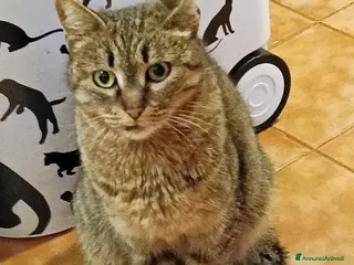 Europeo gatti LUNA DOLCISSIMA GATTINA - Annuncio 9