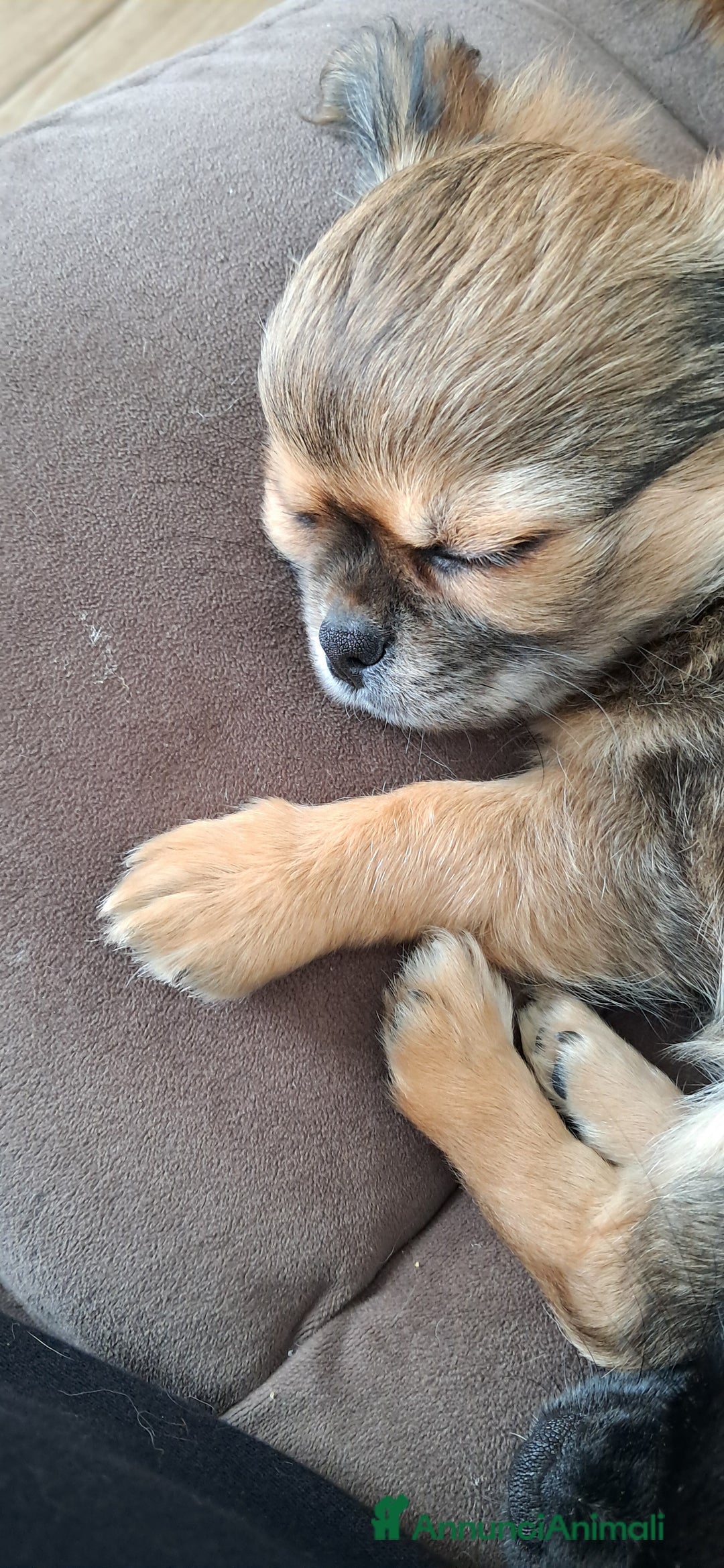 Chihuahua cani in vendita: Cuccioli chihuahua pelo lungo - Annuncio 3