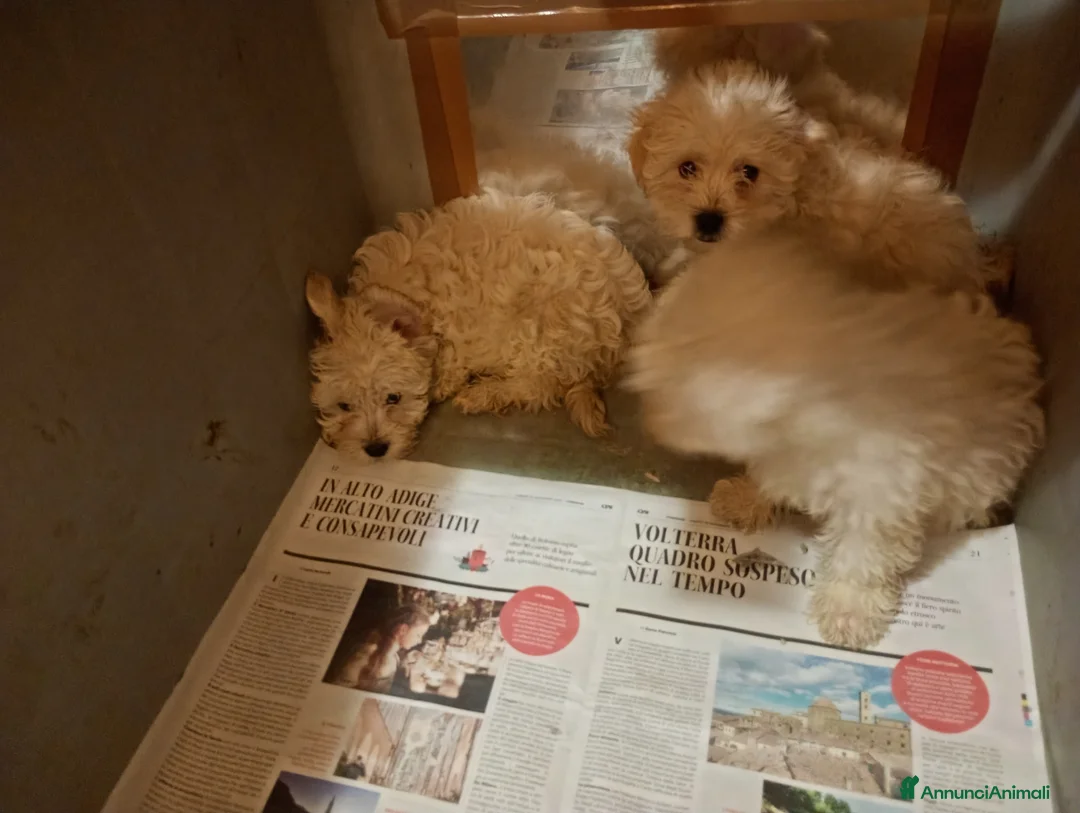 Maltipoo cani in vendita: Splendida cucciolata Maltipoo color crema - Annuncio 4