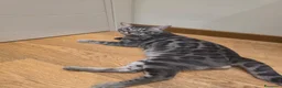 Bengala gatti in vendita: Cuccioli gatto bengala  - Annuncio 32