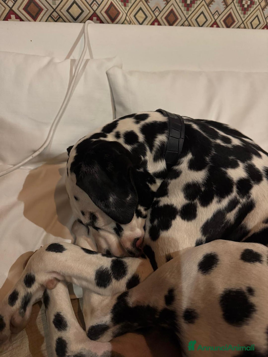 Dalmata cani per accoppiamento: Dalmata maschio per accoppiamento a Provincia di Viterbo - Immagine 10