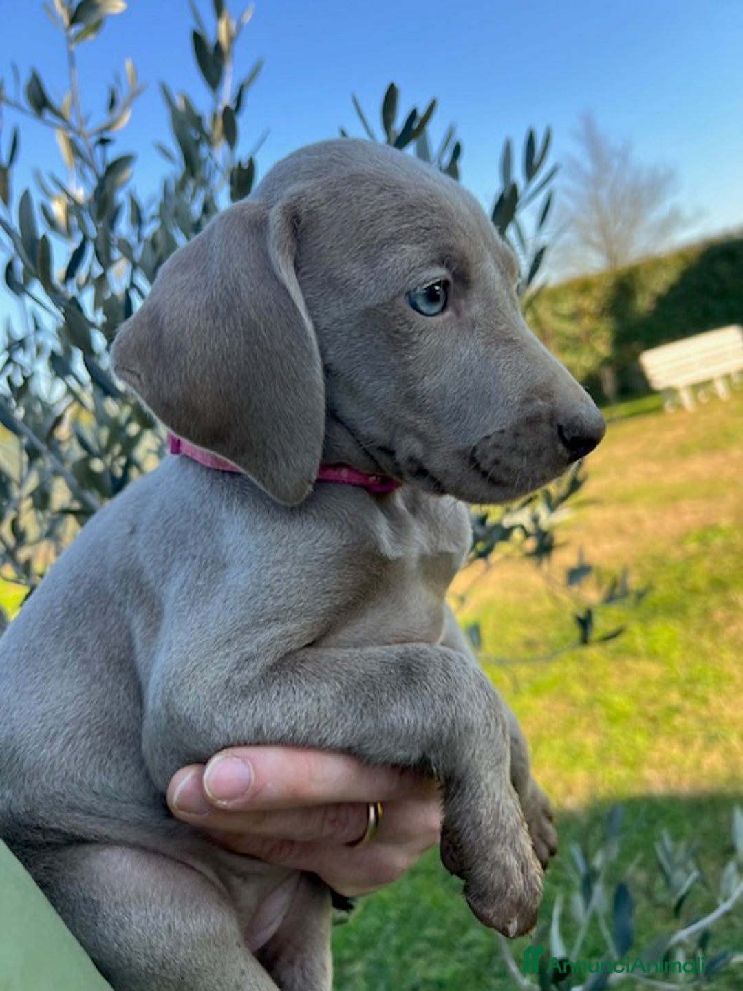 Weimaraner cani in vendita: cuccioli weimaraner - Annuncio 2