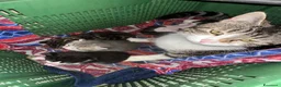 Meticcio gatti in regalo: 4 gattini - Annuncio 1