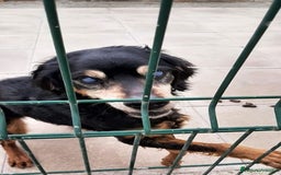 Segugio cani in regalo: FRITZ 5-6anni dolce segugio! - Immagine 2