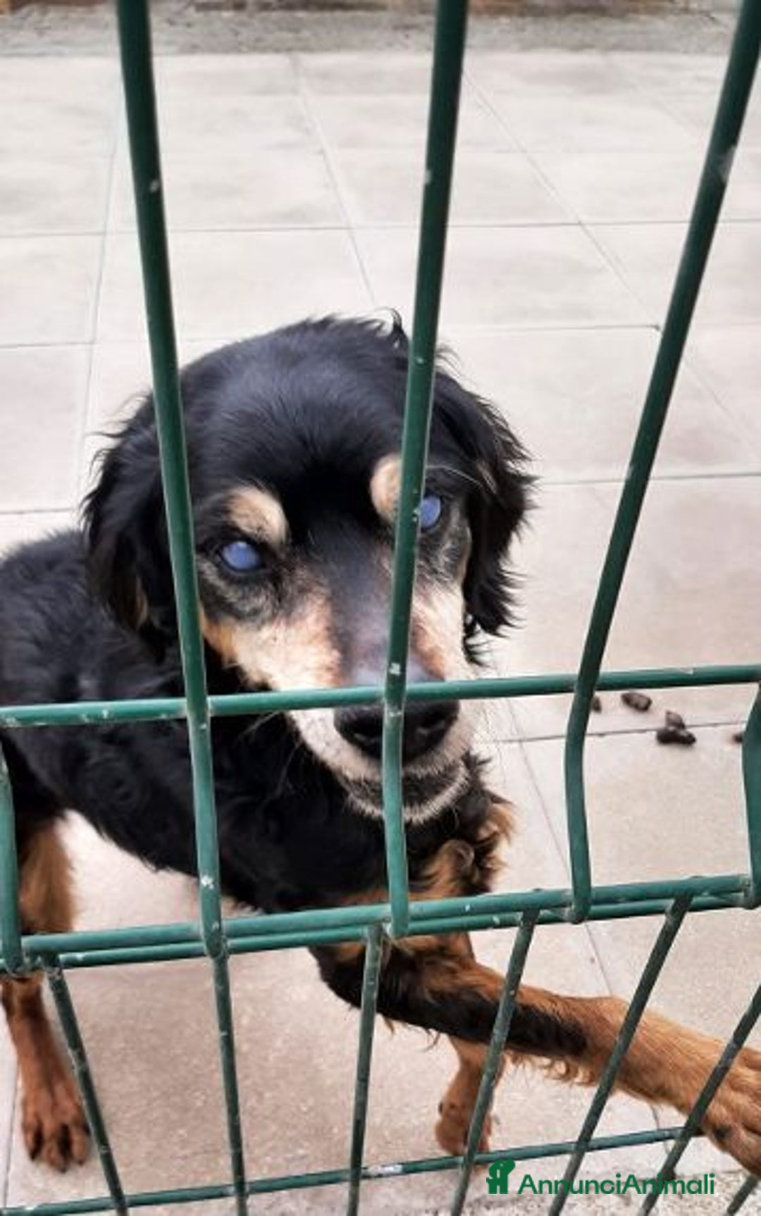 Segugio cani in regalo: FRITZ 5-6anni dolce segugio! - Immagine 2
