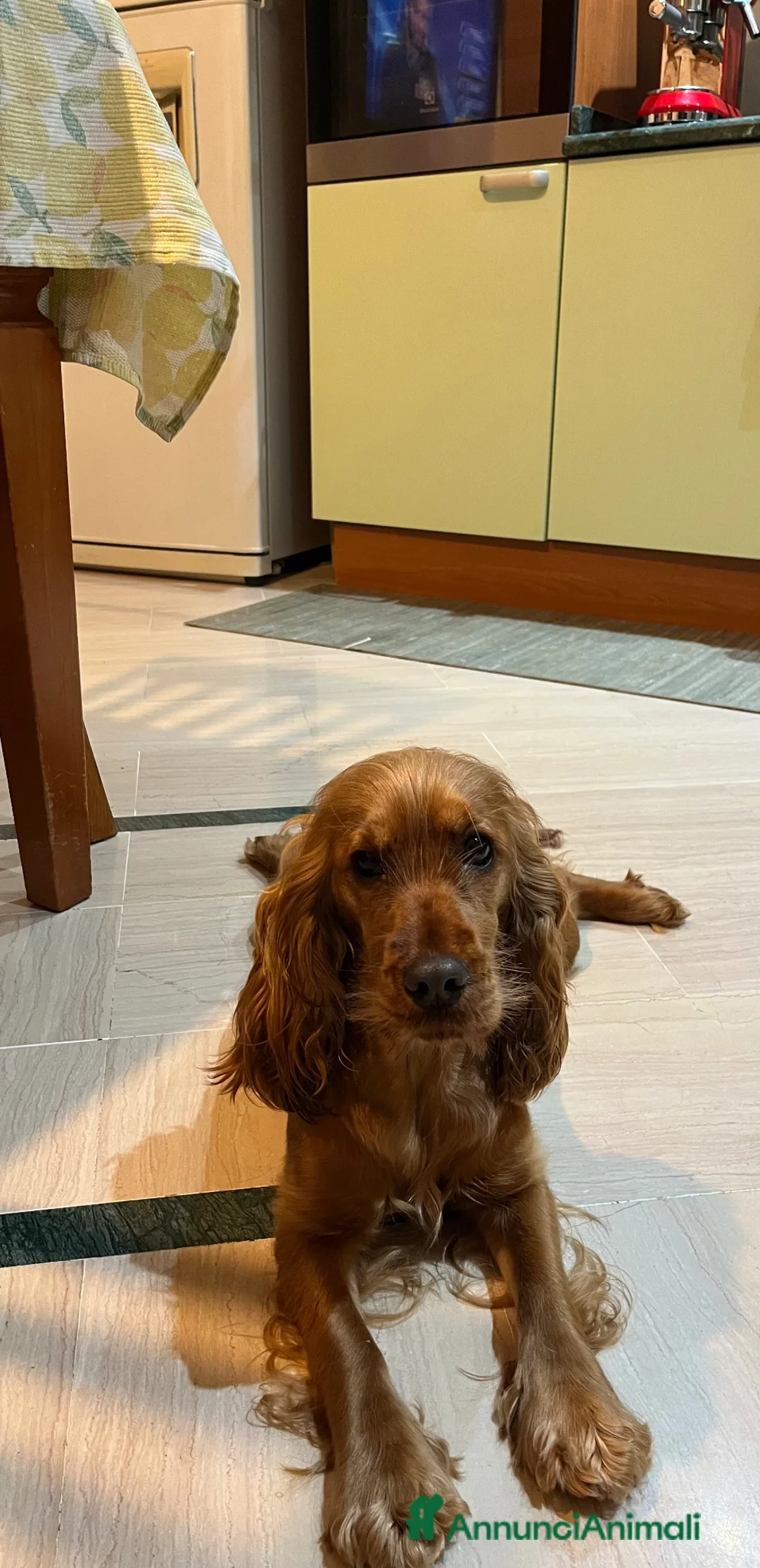 Cocker cani in vendita: Cucciola cocker spaniel cerca famiglia - Annuncio 2