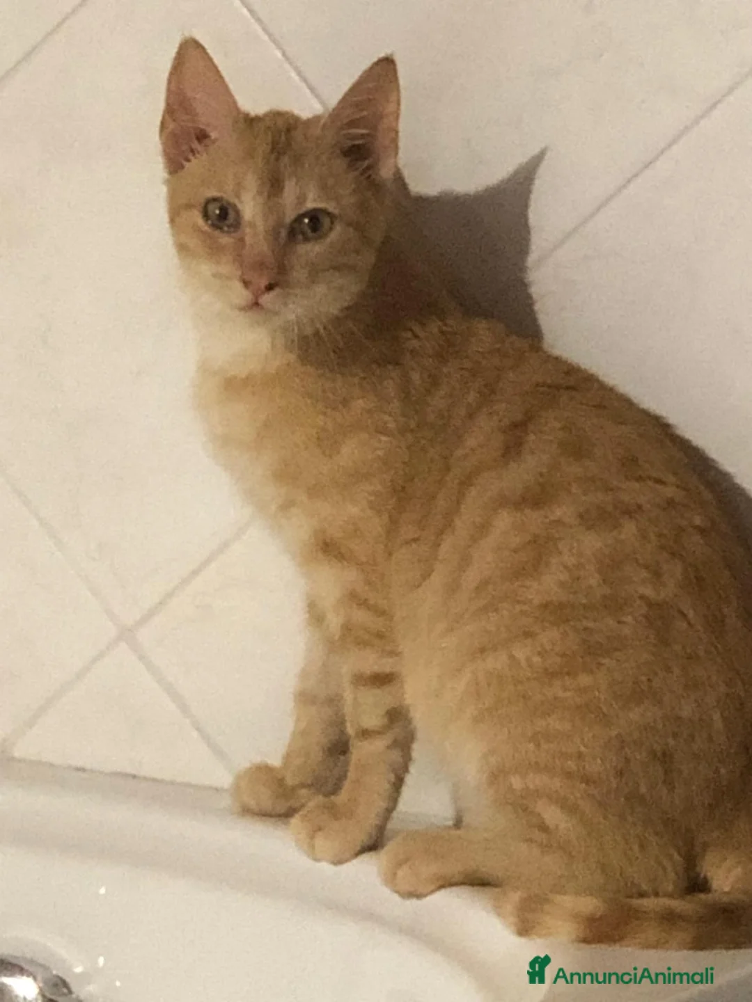 Meticcio gatti in regalo: GATTINO COCCOLONE - Annuncio 2