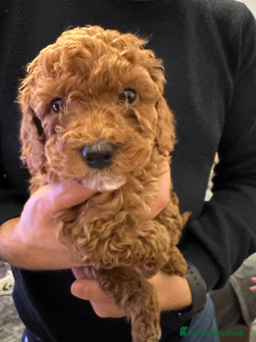 Barboncino cani in vendita: Vendita cuccioli barboncini nani - Annuncio 14