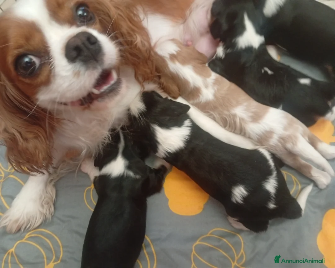 Cavalier King cani in vendita: Cucciolo Cavalier King PEDIGREE e Certificazioni a Provincia di Piacenza - Annuncio 1
