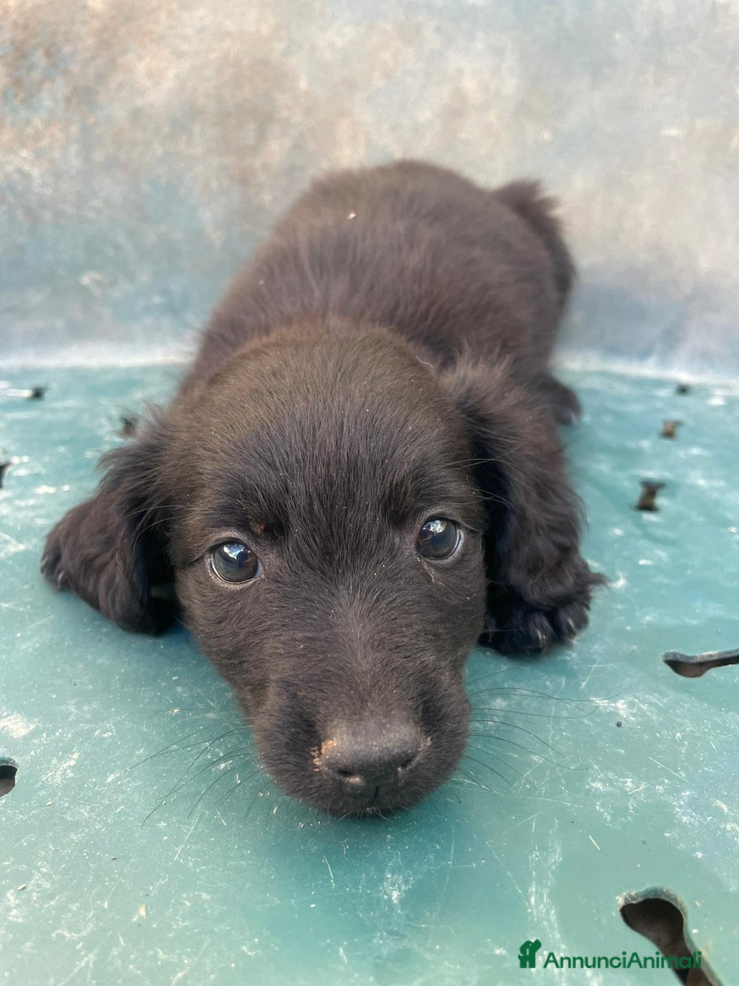 Meticcio cani in regalo: ZAFFIRO - Annuncio 5