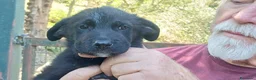 Meticcio cani in regalo: IL PICCOLO BLAZER STA ASPETTANDO LA SUA FAMIGLIA - Annuncio 2