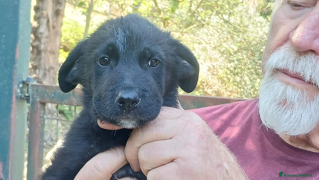 Meticcio cani in regalo: IL PICCOLO BLAZER STA ASPETTANDO LA SUA FAMIGLIA - Annuncio 2