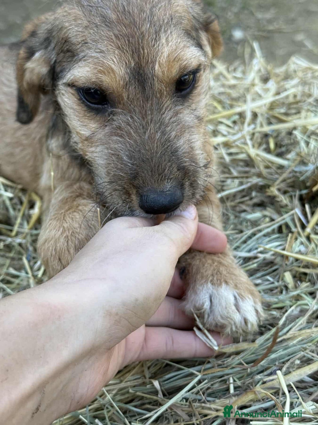 Meticcio cani in regalo: LUNA, dolcissima cucciola TG PICCOLA! Zampecorte - Annuncio 3