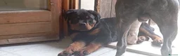 Rottweiler cani per accoppiamento: Cercasifemminarotweiller con pedigree daccoppiare a Provincia di Perugia - Annuncio 5