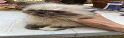 Persiano gatti in vendita: cucciola persiana color point himalaiana - Annuncio 11