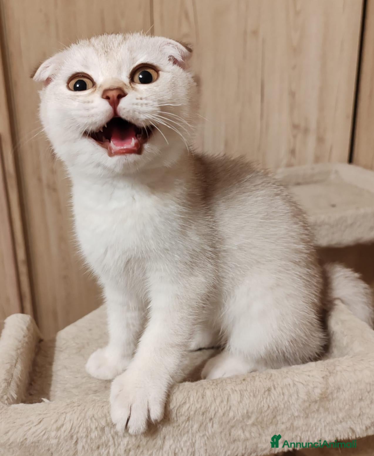 Scottish gatti Gattini Scottish fold e Scottish Straight  - Annuncio 4