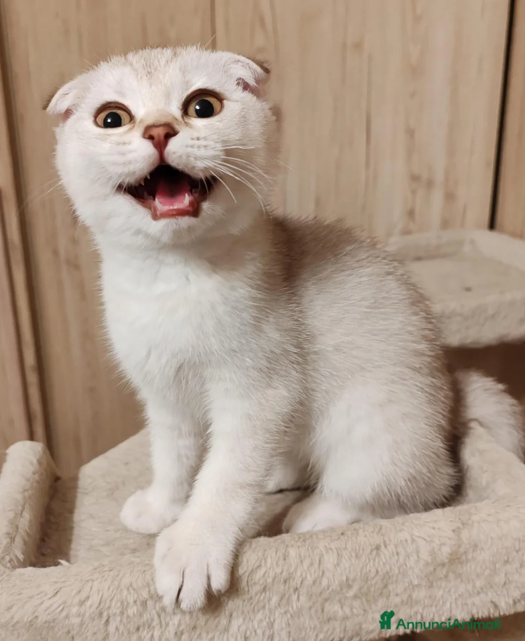 Scottish gatti in vendita: Gattini Scottish fold e Scottish Straight  - Annuncio 1