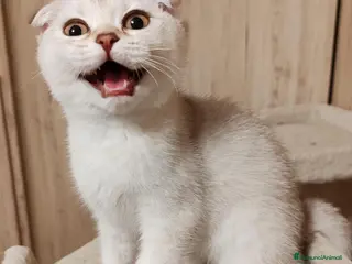 Scottish gatti Gattini Scottish fold e Scottish Straight - Annuncio 3