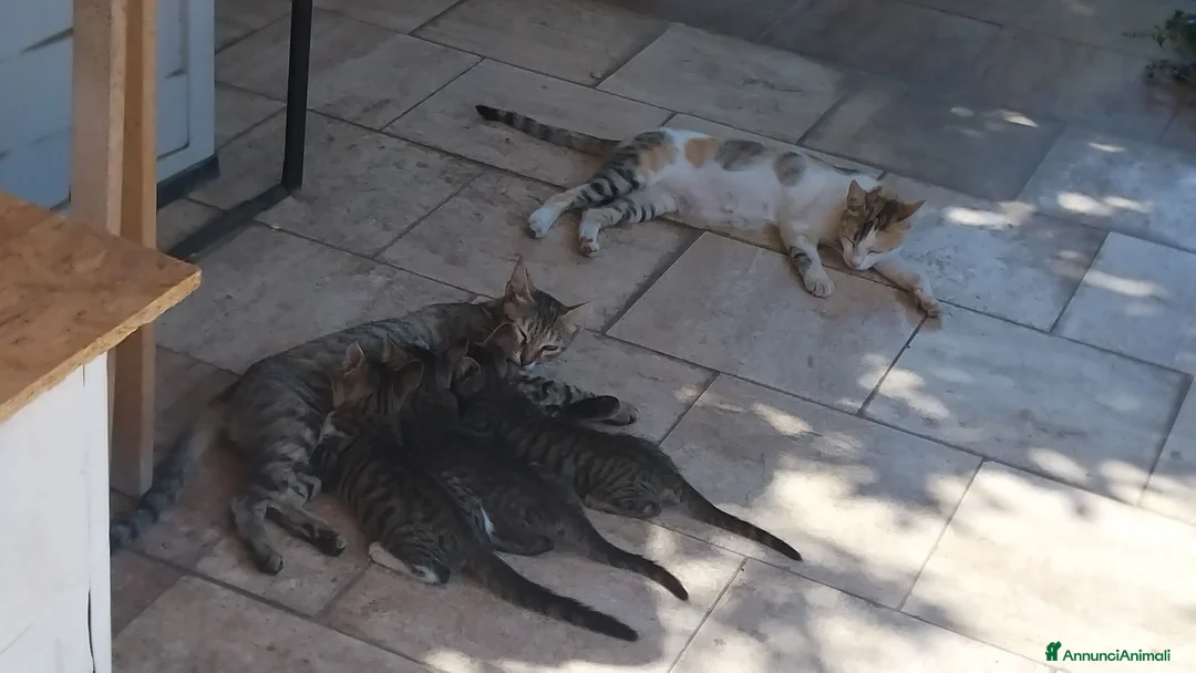 Altre razze gatti in regalo: Regalo  - Annuncio 2