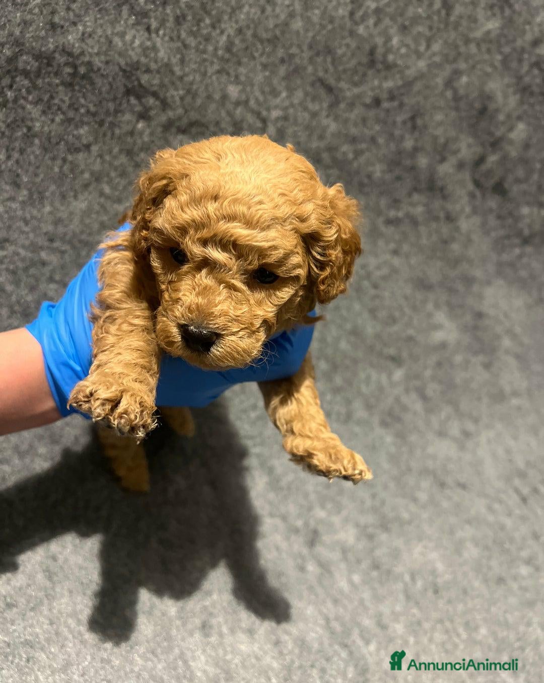 Barboncino Toy cani in vendita: 🏆 Cuccioli di barboncino ❤️Pronti a partire a Città metropolitana di Roma Capitale - Annuncio 5