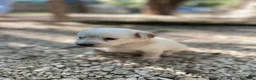 Meticcio cani in regalo: KINDER DUPLO MENTINA E NOCCIOLINA a Città metropolitana di Roma Capitale - Annuncio 13