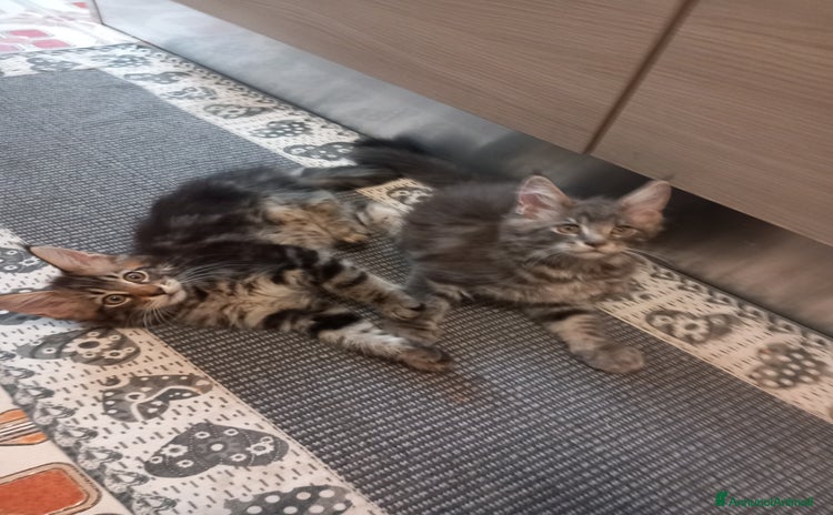 Maine Coon gatti a Città metropolitana di Roma Capitale - Annuncio 12