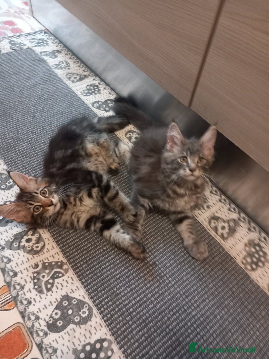 Maine Coon gatti in vendita: Cuccioli di Maine Coon a Città metropolitana di Roma Capitale - Immagine 1