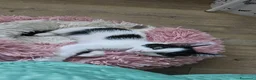 Meticcio gatti in regalo: Meravigliosi gattini  a Città metropolitana di Roma Capitale - Annuncio 8