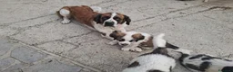 San Bernardo cani in vendita: Cuccioli  di San Bernardo  - Annuncio 5