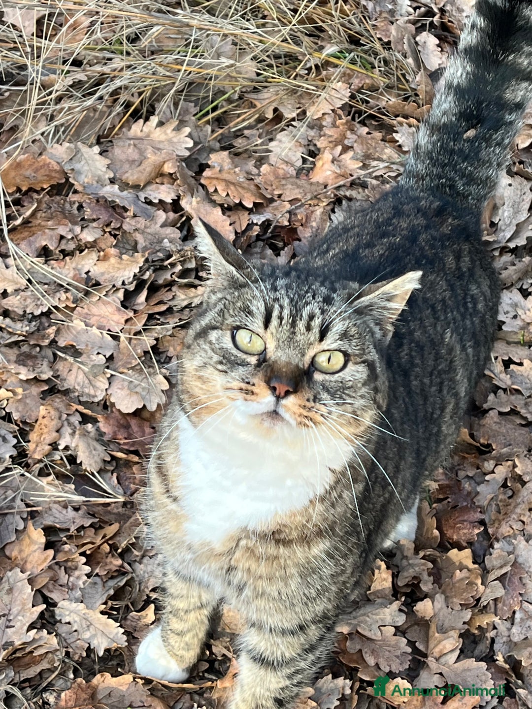 Europeo gatti in regalo: Gattine in pericolo  - Annuncio 2